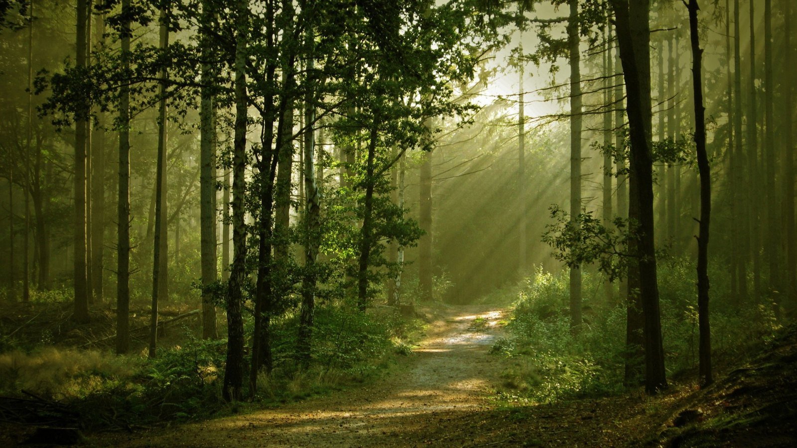 La contaminación atmosférica y los ecosistemas forestales